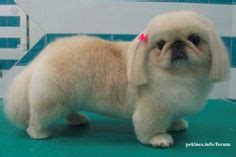 45 Pekingese haircuts ideas | pekingese, pekingese dogs, pekingese puppies