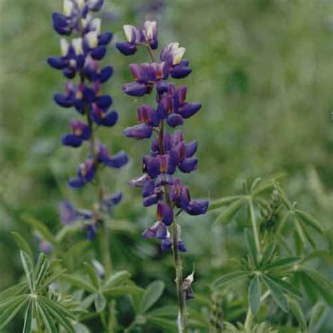 Lupinus Mutabilis Alchetron The Free Social Encyclopedia