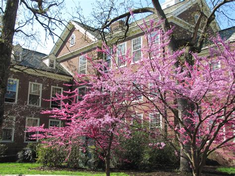 Appalachian Heartbeat: An Early Spring on the Berea College Campus