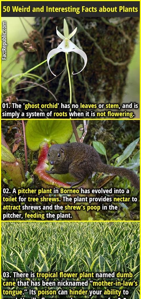 50 Weird And Interesting Facts About Plants Fact Republic Facts About Plants Fun Facts Wtf