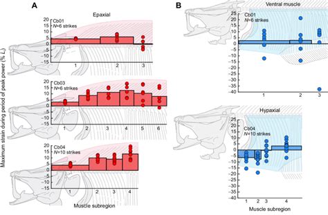 Maximum epaxial and hypaxial muscle strain along the body. (A) Epaxial... | Download Scientific ...