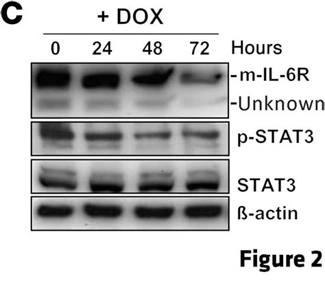 Jci Il 6rstat3mir 34a Feedback Loop Promotes Emt Mediated