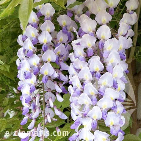 Wisteria Floribunda Ludwik Lawin Glicynia Kwiecista E CLEMATIS