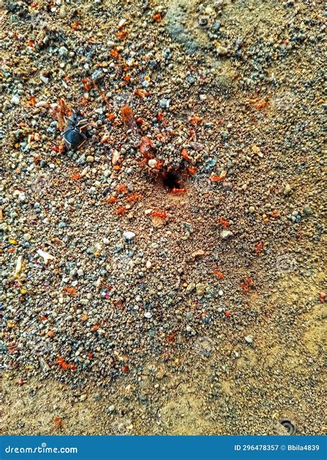 Red Ants Make Nests on the Ground Stock Image - Image of ground, ants