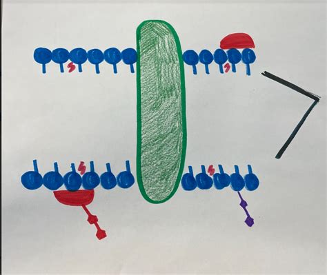 Cell Membrane Diagram Quizlet