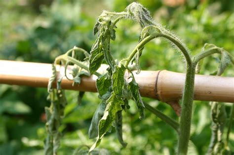 Tomato Wilt Diseases Walter Reeves The Georgia Gardener