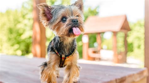 Teacup Yorkie Care: Miniature Pooch Health Tips