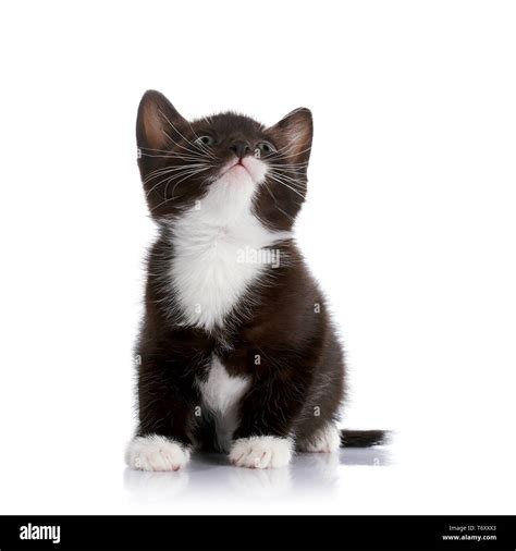 Black and white kitten. Fluffy black kitten. Kitten on a white ...