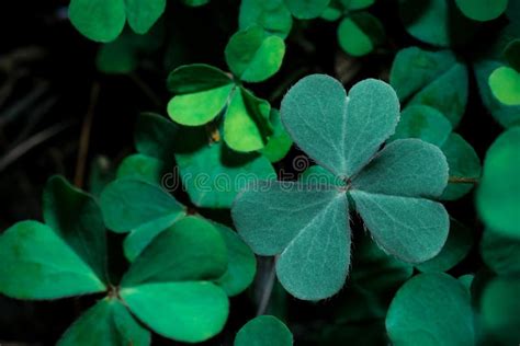 Lucky Irish Four Leaf Clover In The Field For St Patricks Day Holiday