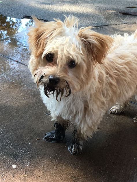 Crazy Puppy Loves Puddles And Mud Puppy Love Puppies Besties