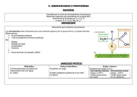 SOLUTION 5 Prote Nas Y Amino Cidos Studypool