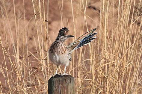 Can roadrunners fly? – New Mexico News Port