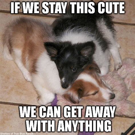 Tis True Herding Dogs Sheltie Shetland Sheepdog