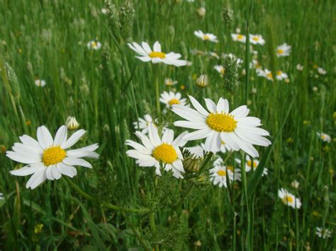 Wallpapers: Spring Flowers Background