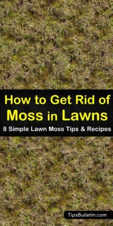 Simple Ways To Get Rid Of Moss In Lawns