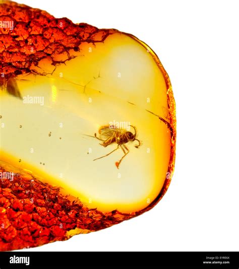 Prehistoric Fly C M Years Old Preserved In Baltic Amber From