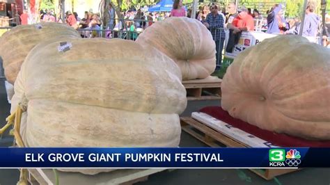 Giant Pumpkin Festival Underway In Elk Grove Youtube