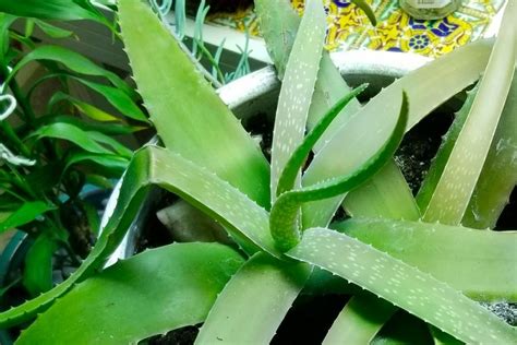 Got A Droopy Aloe Plant Heres What To Do