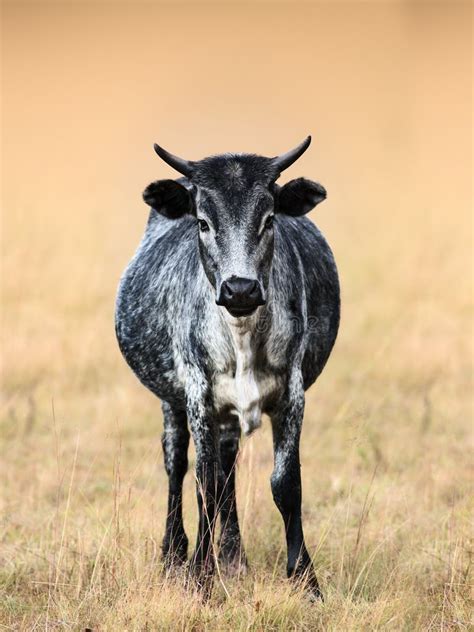 178 Nguni Black White Stock Photos Free And Royalty Free Stock Photos