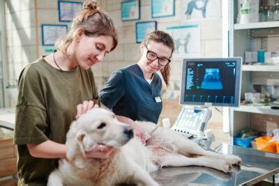 Tout savoir sur l échographie canine déroulement coût