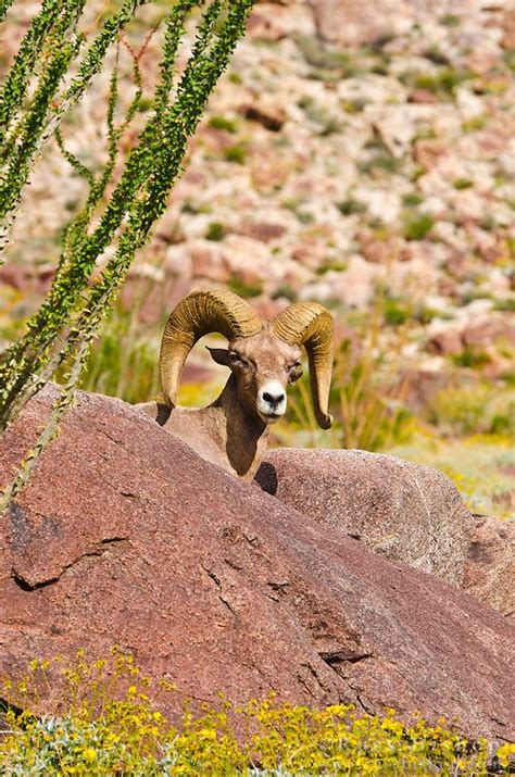 Peninsular Bighorn Sheep Anza Borrego Desert State Park California