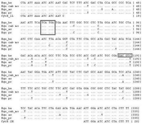 Sequence Alignment Of A Bp Fragment Of The Mitochondrial Cytochrom B