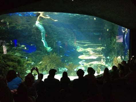 Mermaid at Aquarium, Gatlinburg | Vacation trips, Gatlinburg, Aquarium