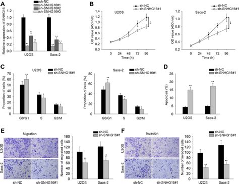 Knockdown Of Snhg16 Inhibited Cell Proliferation Migration Invasion