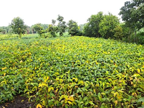 Soybean Crop Is Getting Spoiled Due To Yellow Mosaic The Beans On The Plants Are Dry किसानों