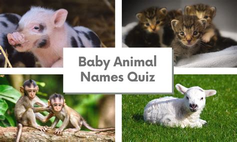 Guess The Baby Animals Name Quiz Questions & Answers 2025