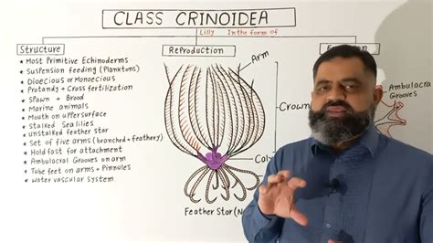 Crinoidea Sea Lilies Anatomy