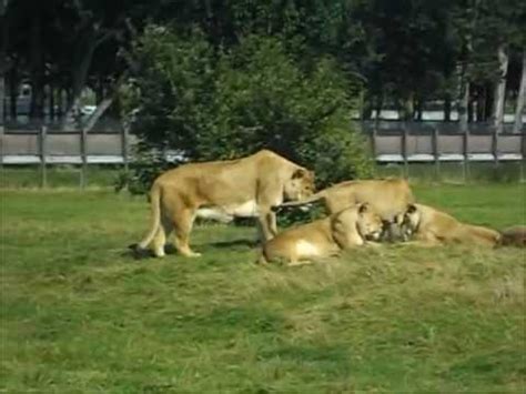 Lions Having Sex YouTube