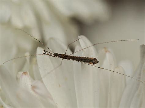 Thread Legged Bug Empicoris Rubromaculatus Bugguide Net