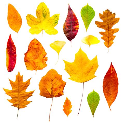 Premium Photo Colorful Autumn Leaves Set Isolated On White Background