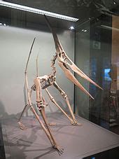 Pteranodon - Wikipedia