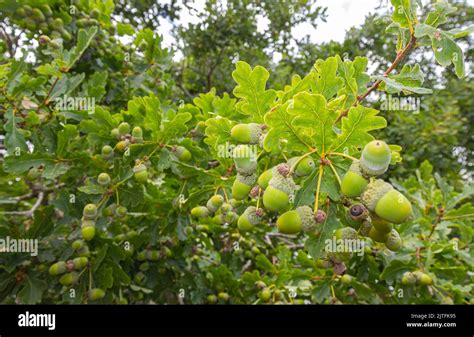 Acorns oak tree hi-res stock photography and images - Alamy