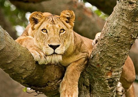 Guide To Visiting Queen Elizabeth National Park In 2025 Uganda