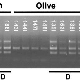 Pathotyping Of Cotton And Olive Verticillium Dahliae Isolates Using The