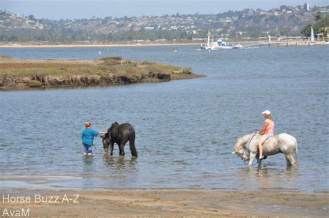 Life In The Desert Fiesta Island And Horsesi Never Knew