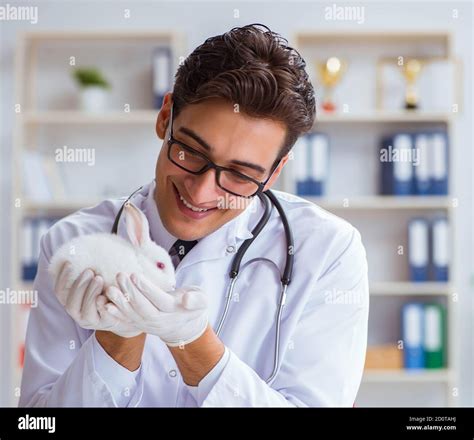 The Vet Doctor Examining Rabbit In Pet Hospital Stock Photo Alamy