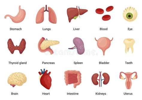 Inwendige Organen Van De Anatomie En De Geneeskunde Van Het Menselijk