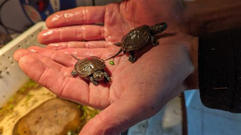 Zu Besuch im Tierpark Nordhorn Der Schildkröten Kindergarten Ems