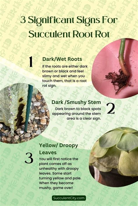 What Is Succulent Root Rot And How Do You Fix It Succulent City