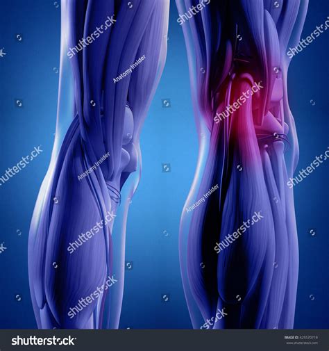 Human Anatomy Back Legs Calf Muscles Stock Illustration 425570719