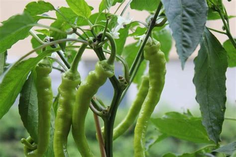 10 Tips to Increase Productivity of Chilli Crop