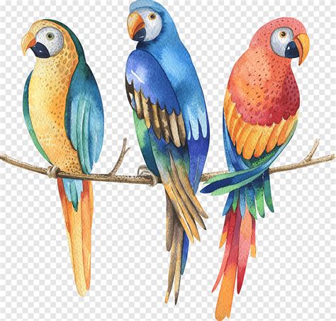 Parrot Watercolor painting graphy, parrot, animals, parakeet png | PNGEgg