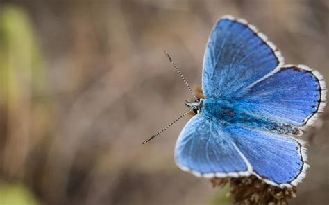 Adonis Blue Butterfly: Identification, Life Cycle, and Behavior - Insectic