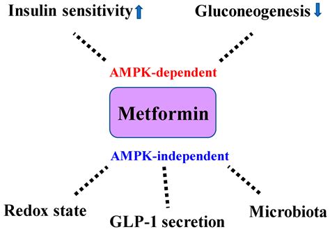 Ijms Free Full Text Significance Of Metformin Use In Diabetic