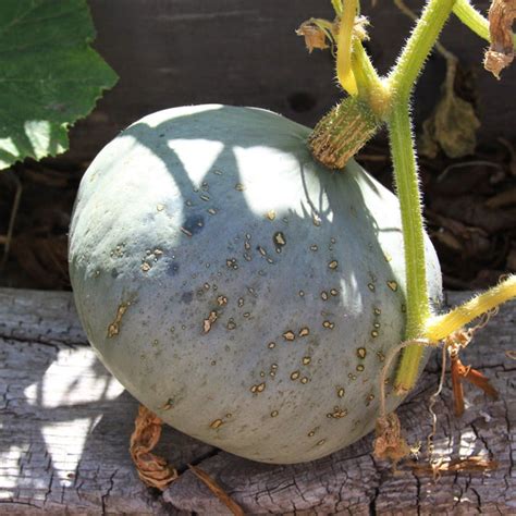 Rich And Hearty Sweet Meat Winter Squash Heirloom Seeds Savor The