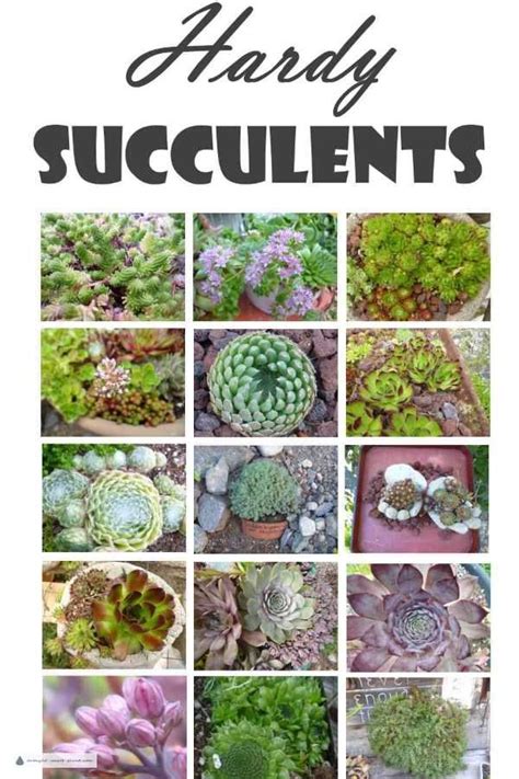 Hardy Succulents Tough And Reliable In Cold Winter Climates Artofit